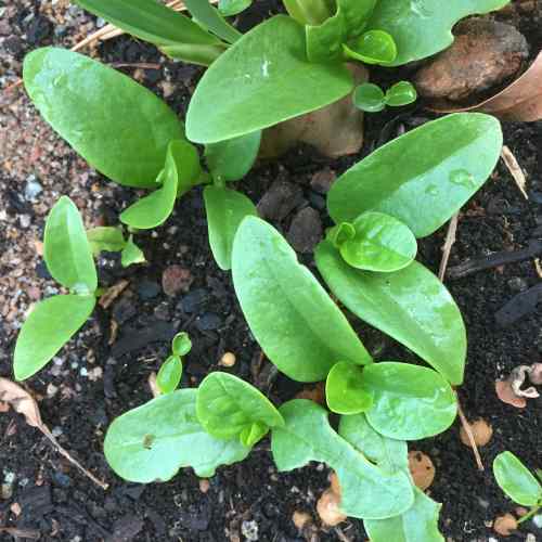 ceylon spinach